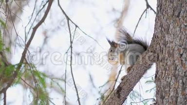 小可爱的松鼠坐在自然公园的松枝上。